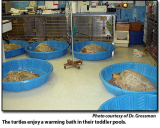 Triage for Turtles